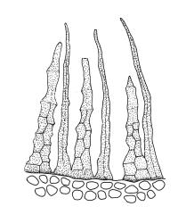 Orthodontium lineare, peristome detail. Drawn from J.E. Beever 31-15, CHR 406193.
 Image: R.C. Wagstaff © Landcare Research 2021 CC BY 4.0